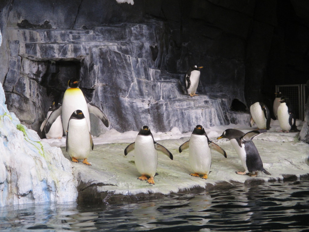 Antarctica: Empire of the Penguin®